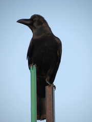 Corvus macrorhynchos culminatus