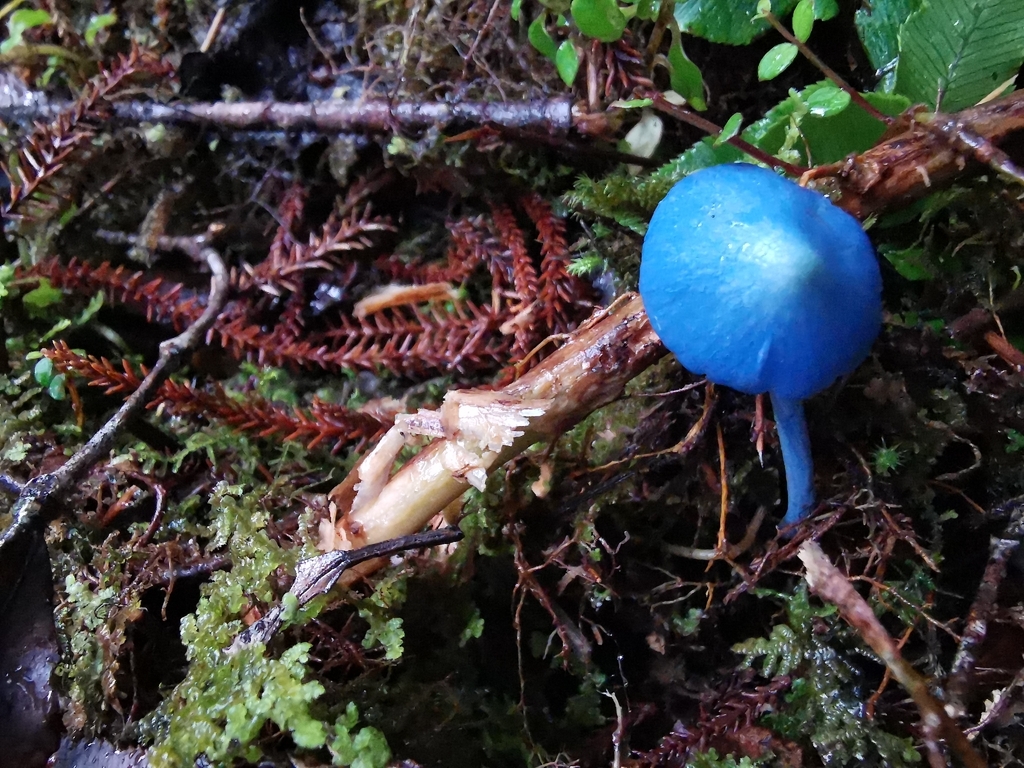 Entoloma hochstetteri · April 2026 · photo: © luisa5719 (iNaturalist, cc-by)
