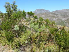 Notobubon capense