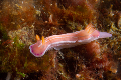 Verconia alboannulata