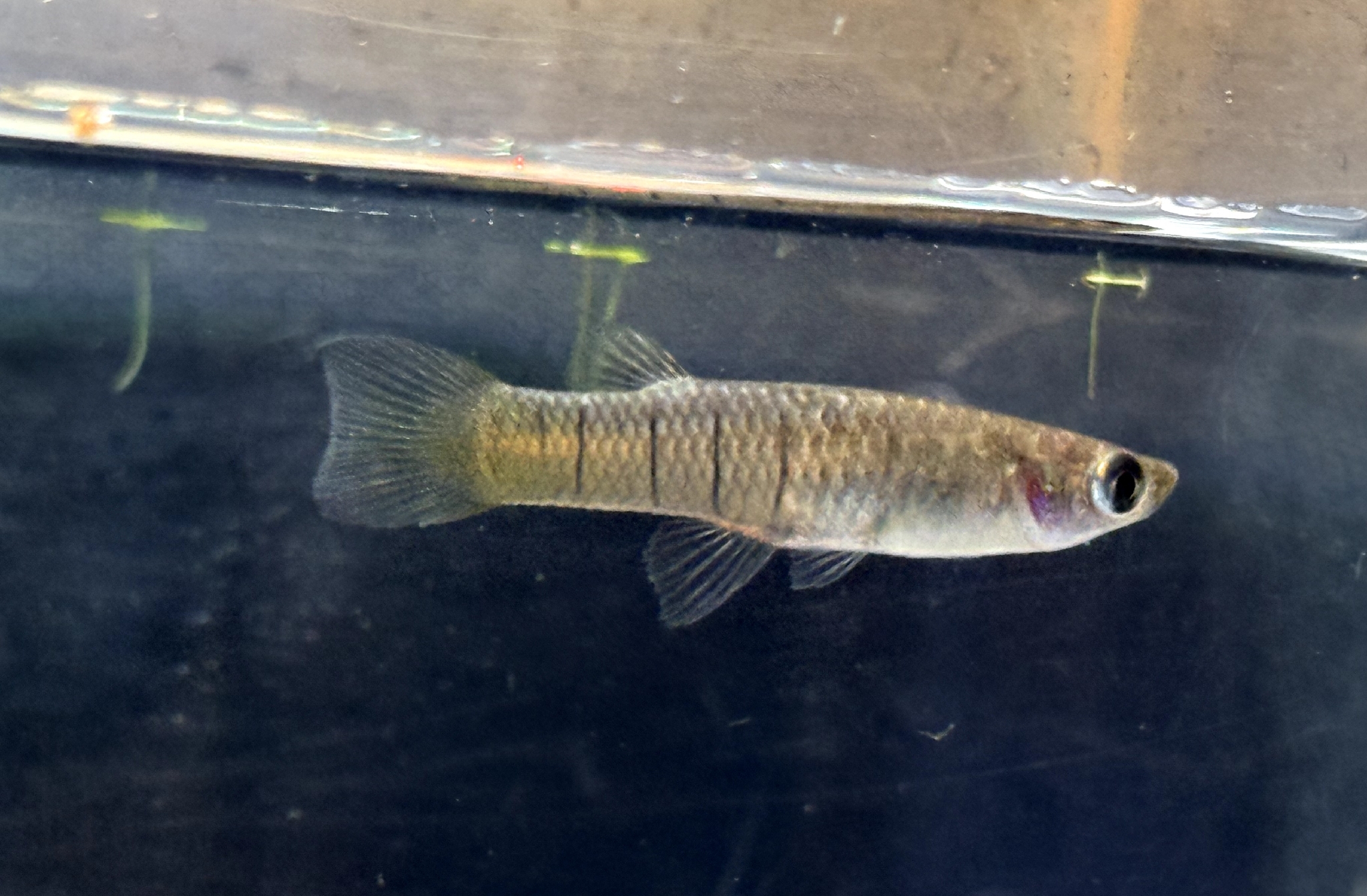Panamanian Molly photo 4