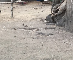 Passer domesticus
