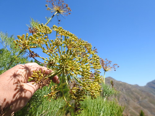 Image of Notobubon capense by (c) Matthew Fainman, some rights reserved (CC BY)