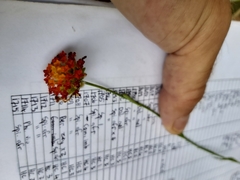 Lasiosiphon rubescens