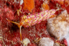 Favorinus mirabilis