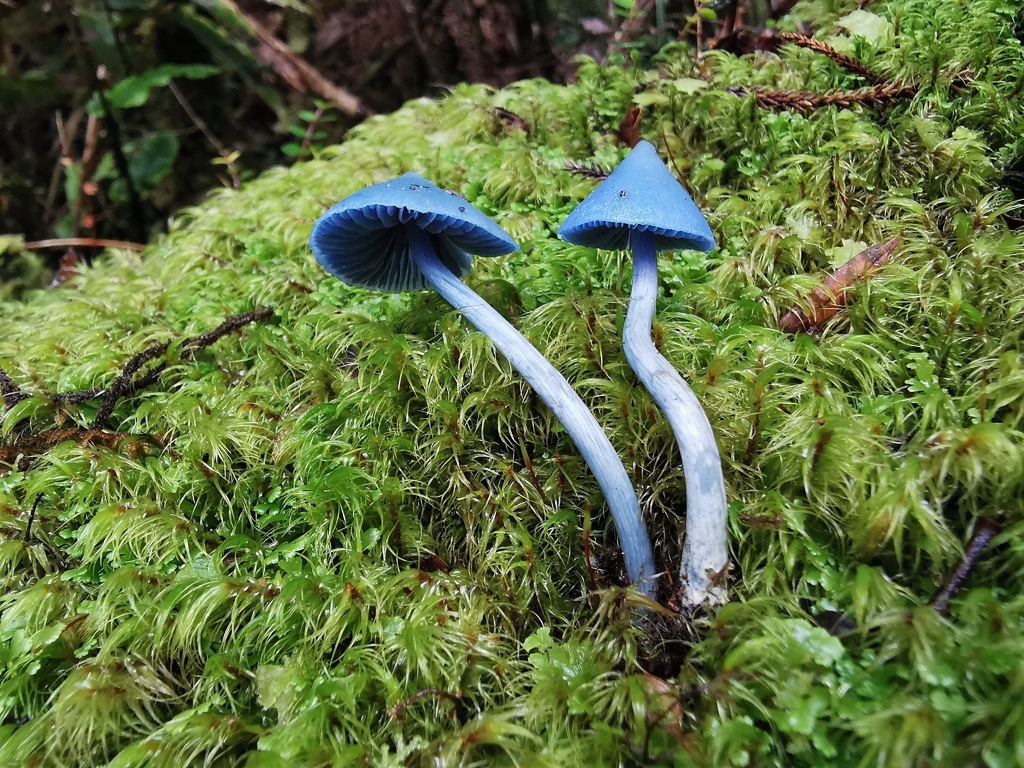 Entoloma hochstetteri · April 2026 · photo: © luisa5719 (iNaturalist, cc-by)