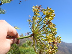 Notobubon capense