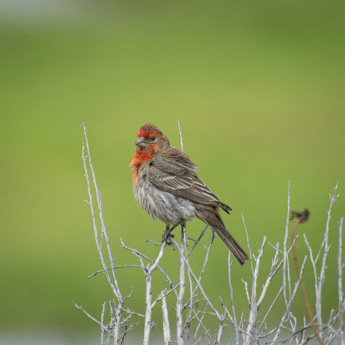 iNaturalist observation photo of House Finch
