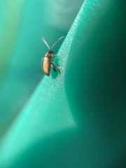 Longitarsus melanocephalus