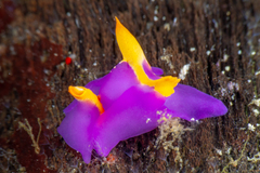 Sagaminopteron ornatum