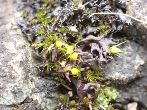 Pleuridium acuminatum observed 2026-03-22