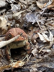 Anaxyrus terrestris