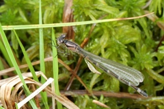 Coenagrion resolutum