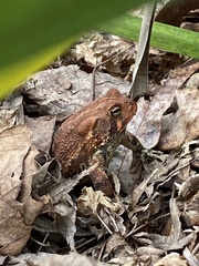Anaxyrus terrestris