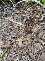Anaxyrus terrestris