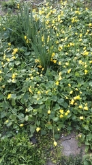 Ficaria verna