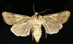 Agrotis daedalus