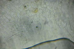 Hymenoscyphus immutabilis