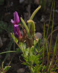 Astragalus callichrous