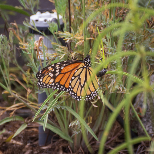 iNaturalist observation photo of Monarch