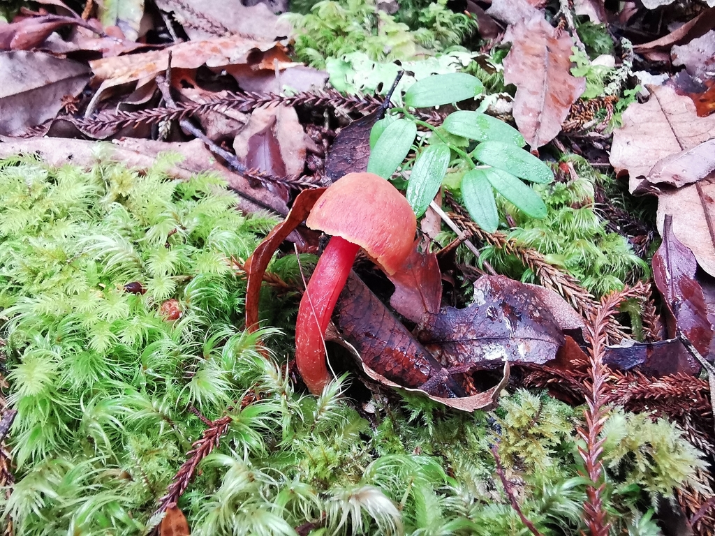 Hygrocybe rubrocarnosa · April 2026 · photo: © luisa5719 (iNaturalist, cc-by)