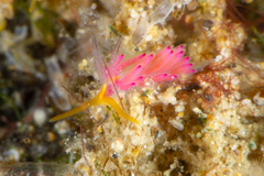 Favorinus mirabilis