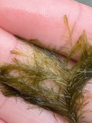 Bryopsis corticulans observed 2026-04-12