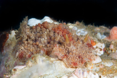 Carminodoris flammea