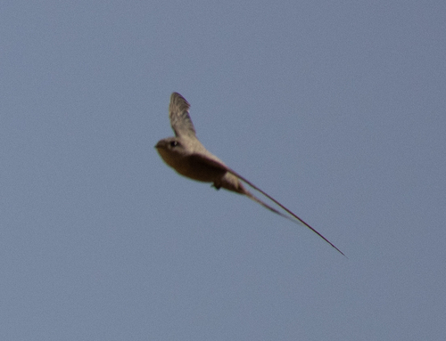 African Palm Swift