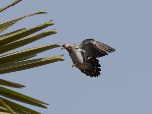 Speckled Pigeon