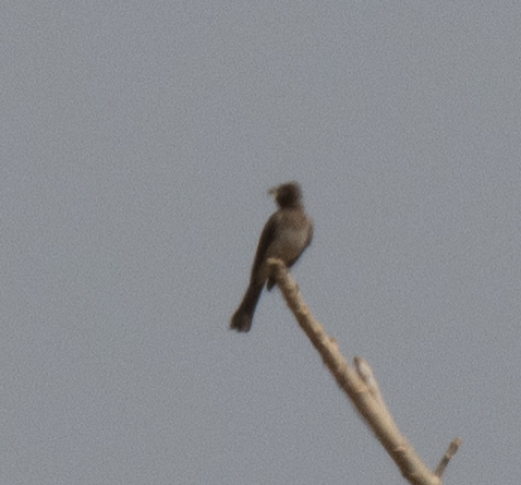 Common Bulbul