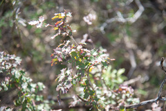 Berberis swaseyi