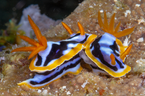 Streaked Chromodoris