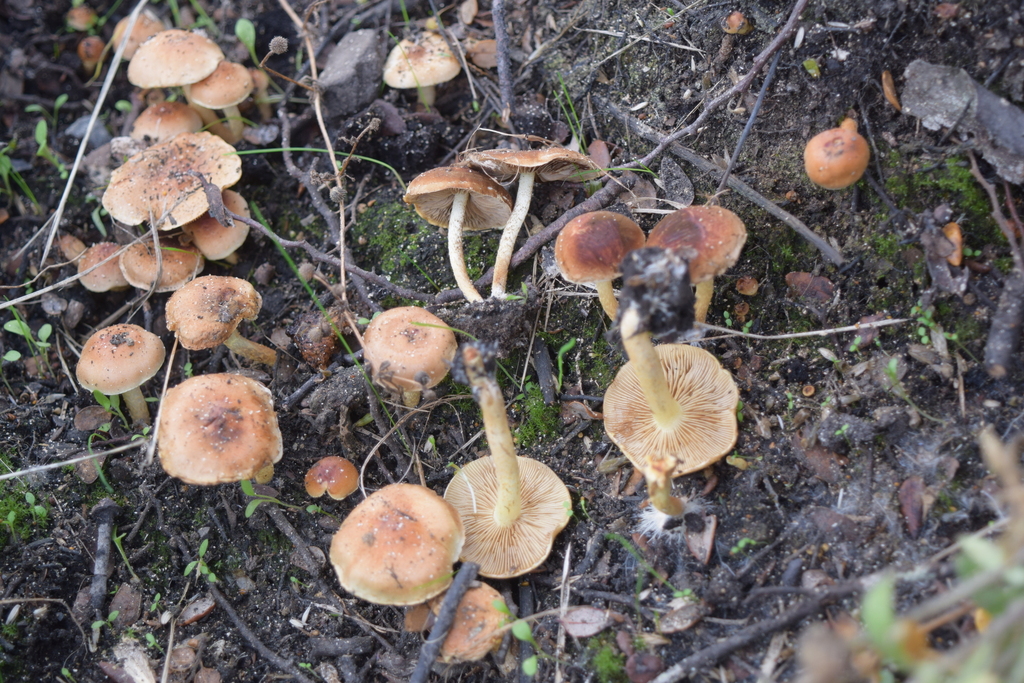 Pholiota highlandensis