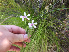 Pelargonium patulum