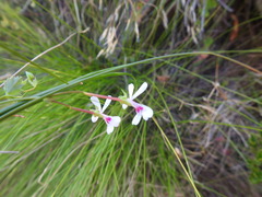 Pelargonium patulum