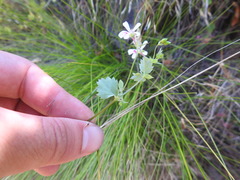 Pelargonium patulum