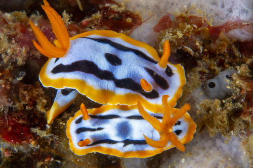 Streaked Chromodoris