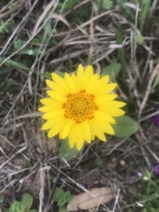 Coreopsis nuecensis