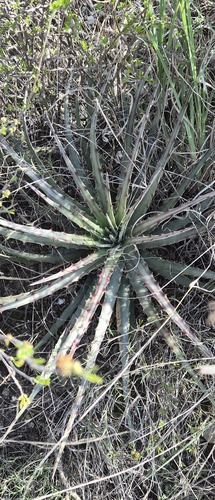 Hechtia podantha