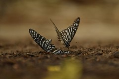 Graphium megarus