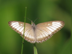 Mestra hersilia