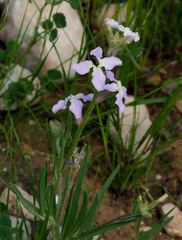 Matthiola longipetala livida