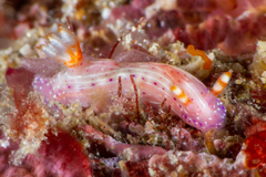 Hypselodoris
