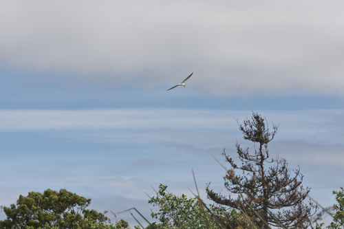 iNaturalist observation photo of True Terns