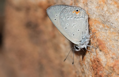 Eicochrysops messapus