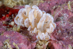 Phyllodesmium