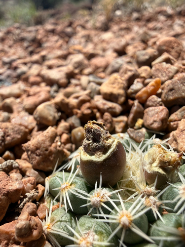 Pediocactus bradyi