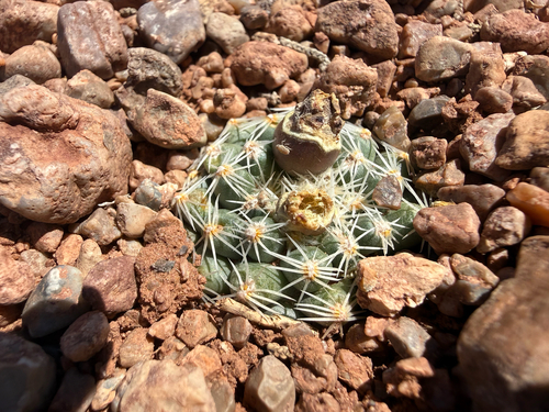 Pediocactus bradyi