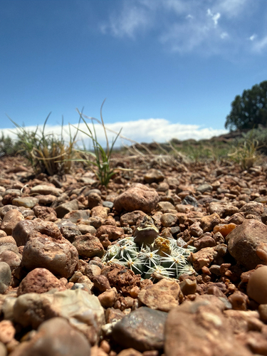 Pediocactus bradyi